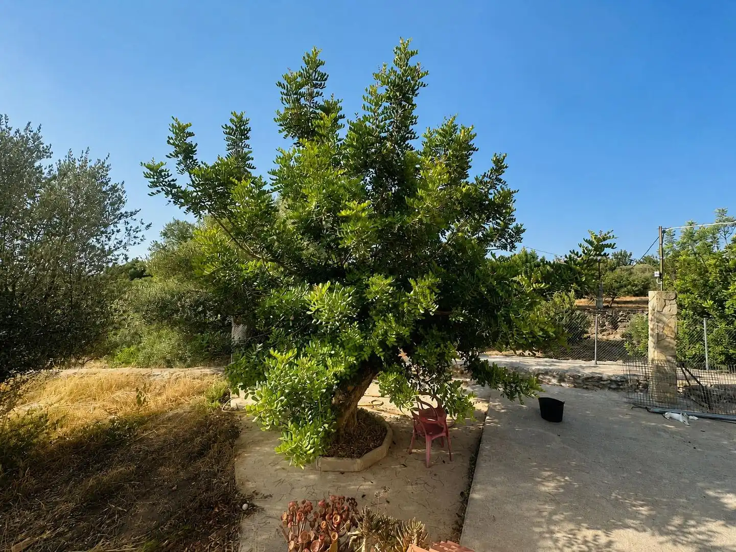 Jardín de Casa o chalet en venta en Amposta