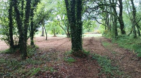FINCA RÚSTICA CON POTENCIAL MADERABLE E INVERSIÓN EN LUGO