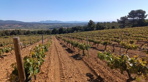 SANT MARTI SARROCA.- FINCA DE 4,1 HECTAREAS CON VIÑA Y OLIVOS., imatge 3