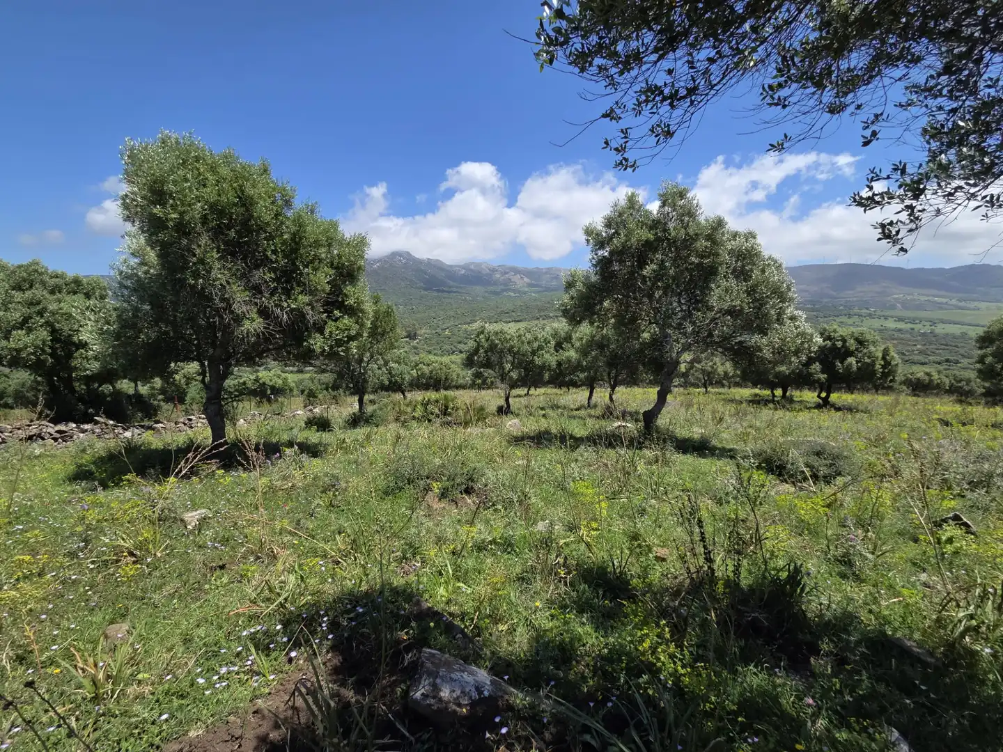 Terreny rústic en venda a Tarifa ciudad, imagen 10