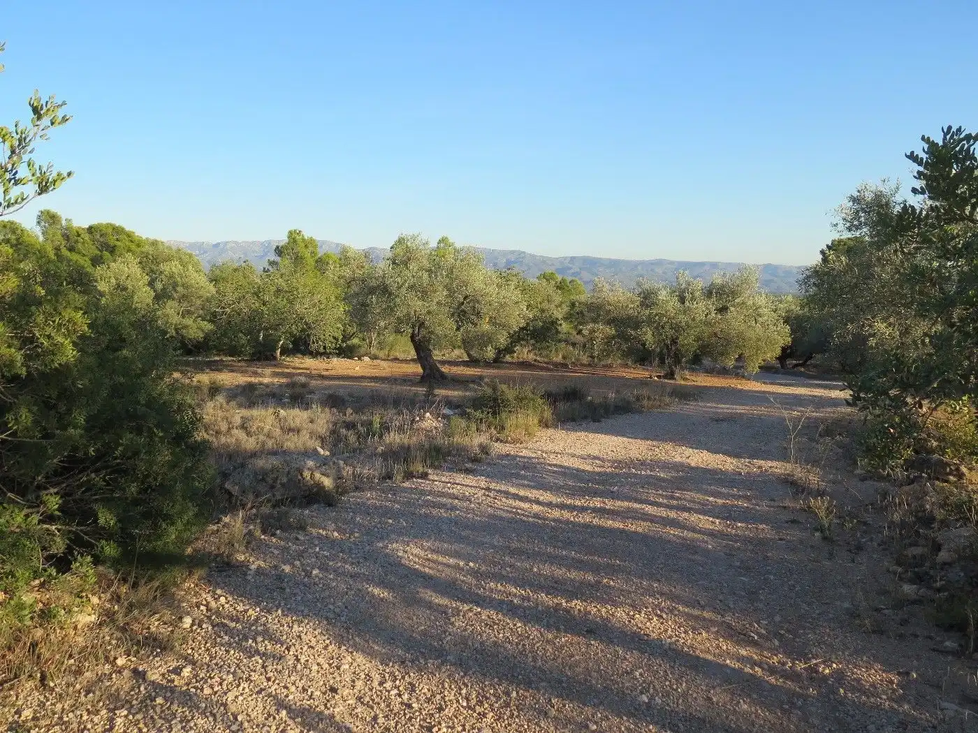 Terrain résidentiel à vendre à Xerta, imagen 15