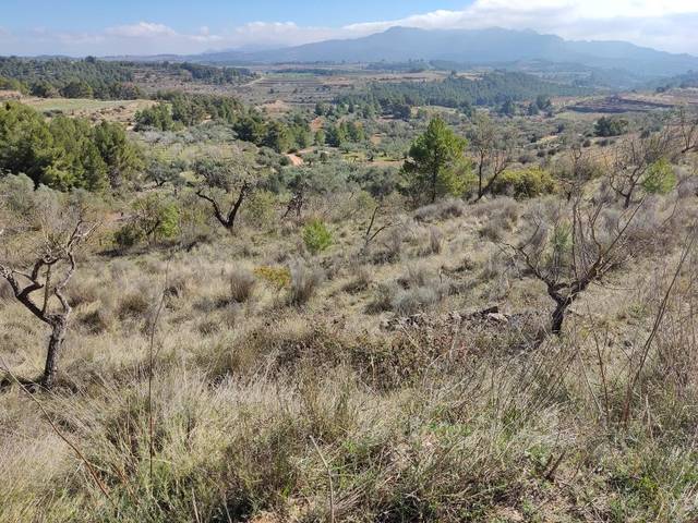 Terreno en Venta en Carrer l'Olivar, 7 en Bot