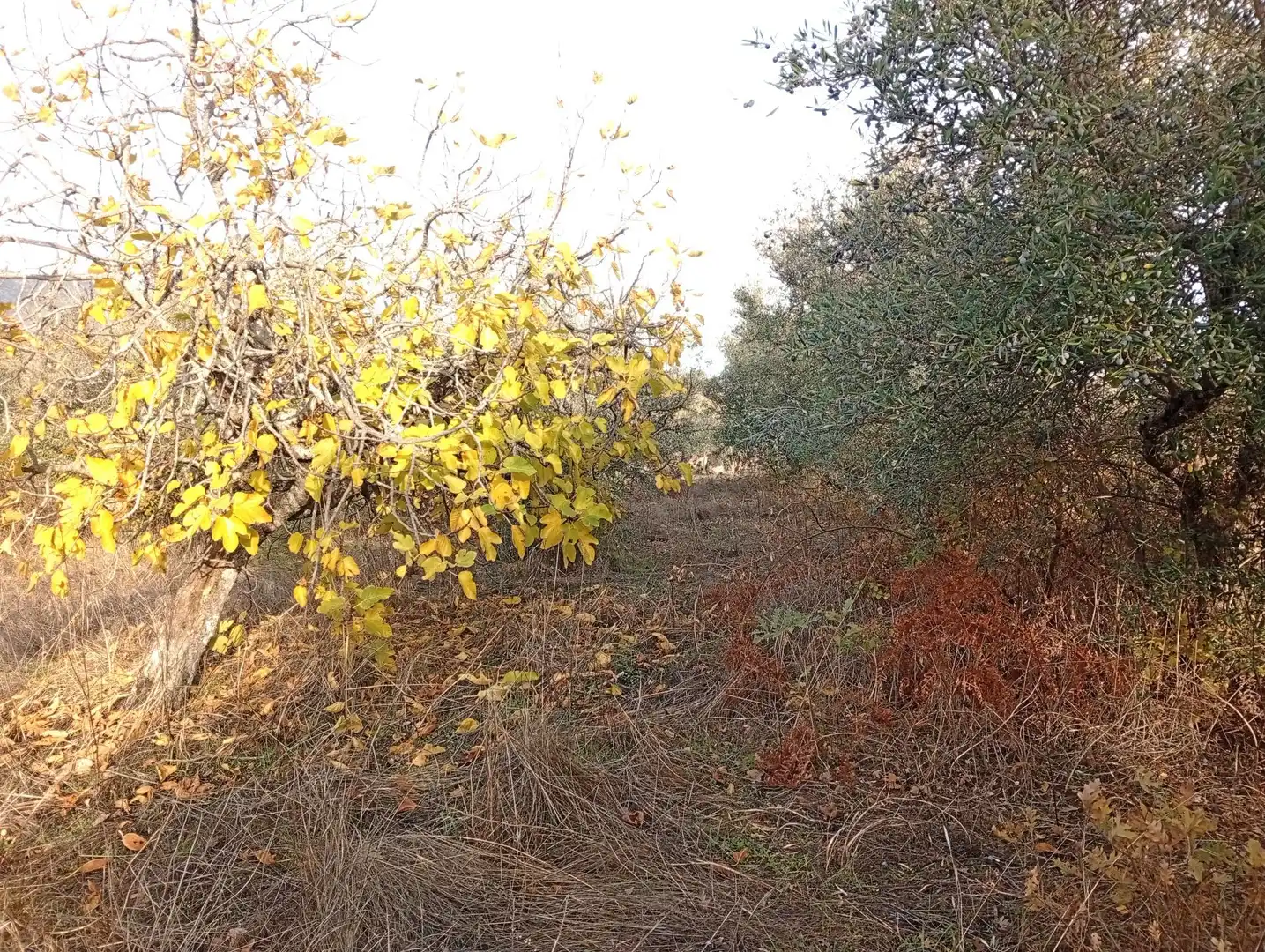 Terreni e lotti in vendita a Viandar de la Vera, imagen 53