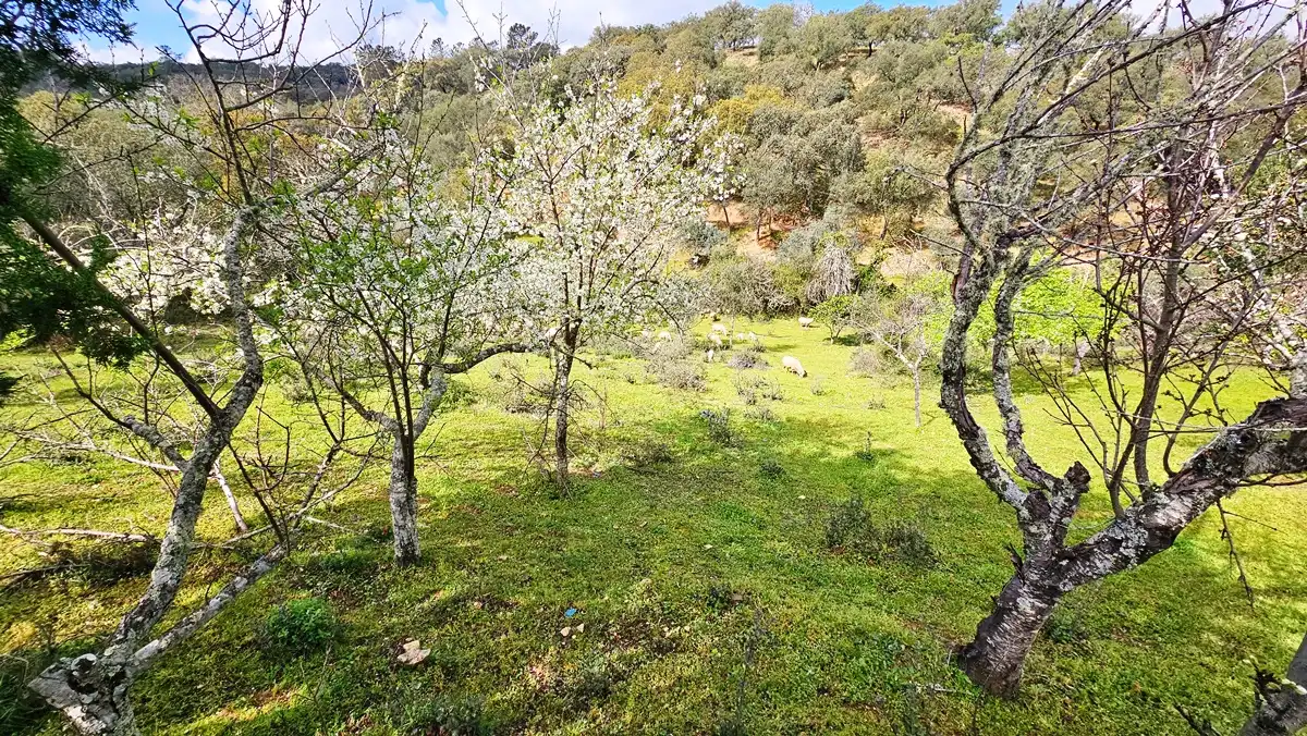Finca rústica en venta en Cortegana con Jardín privado, Terraza y Piscina