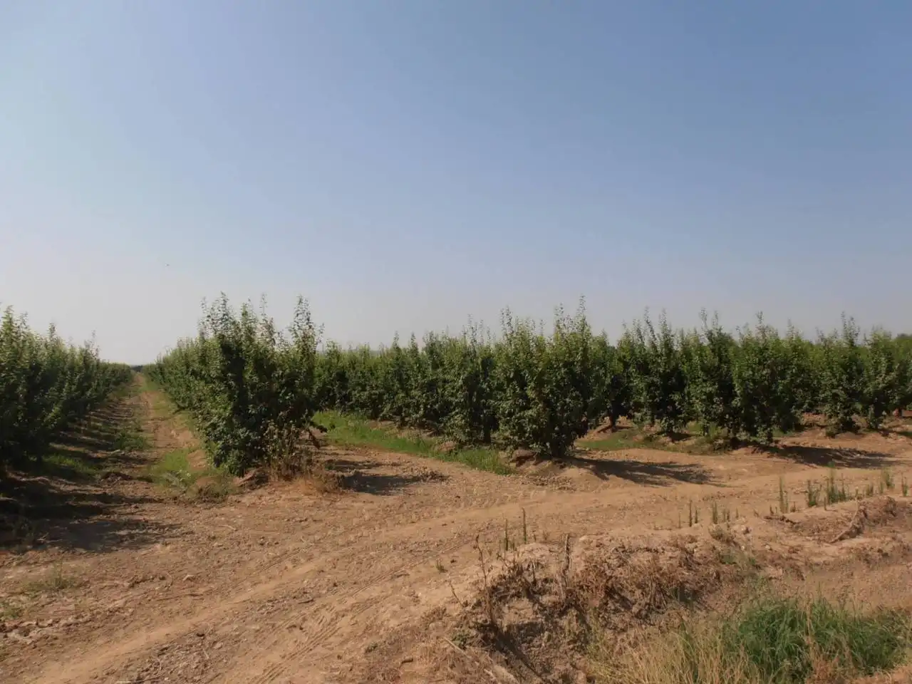 Terreno en venta en Villanueva de la Serena, Badajoz
