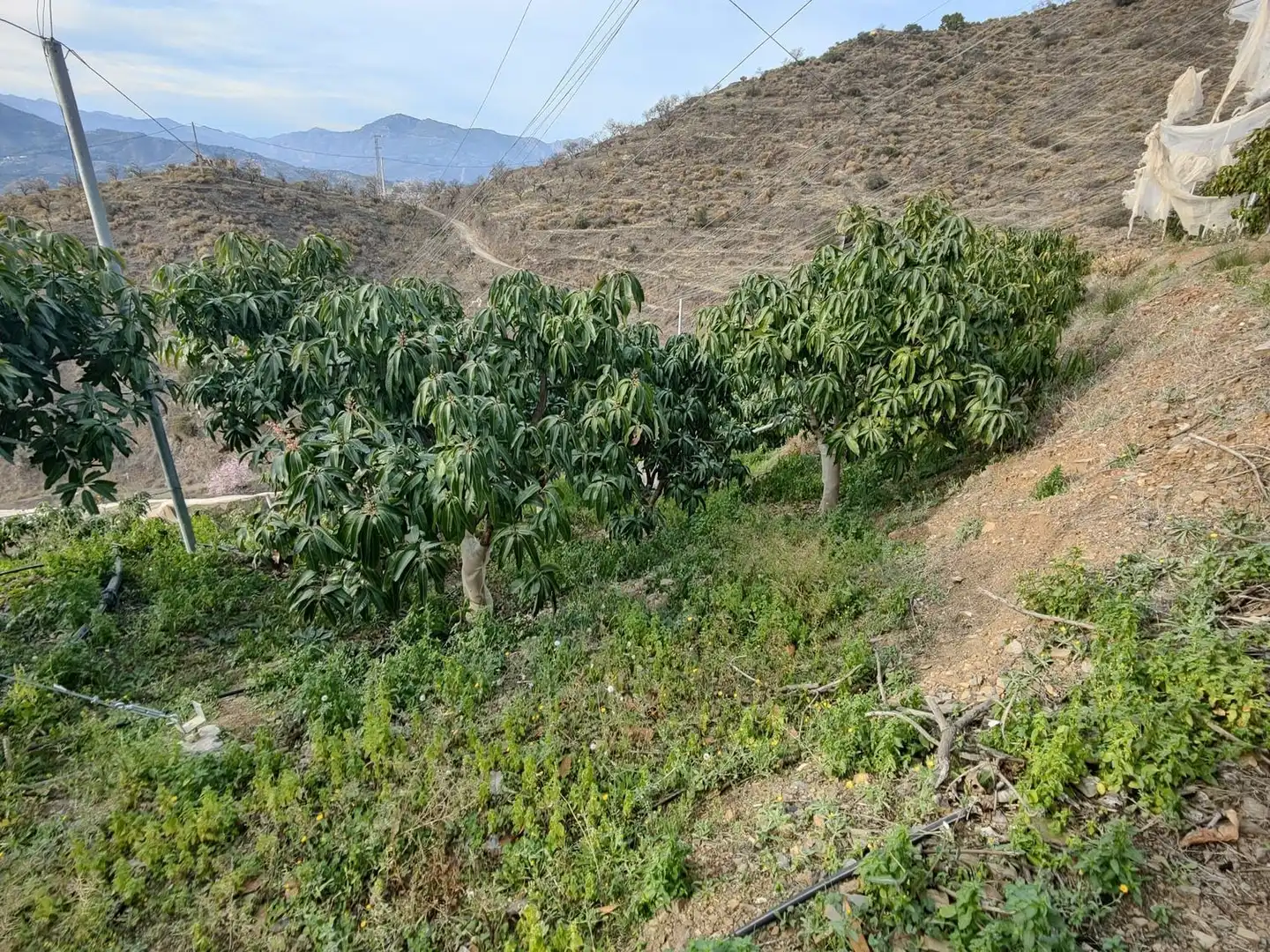 Rural land for sale in Itrabo, imagen 16