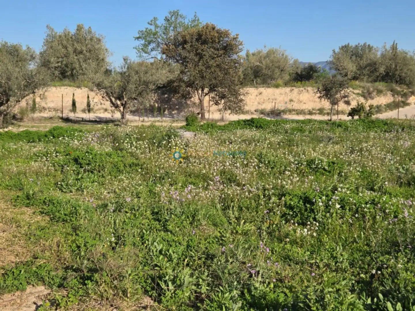 Terreny rústic en venda a L'Olleria, imagen 6