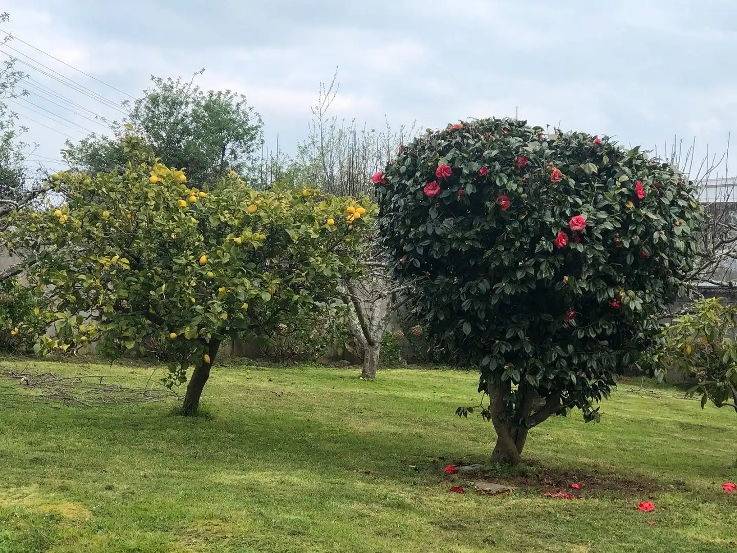 Jardín de Casa o chalet en venta en Ferrol con Calefacción y Terraza