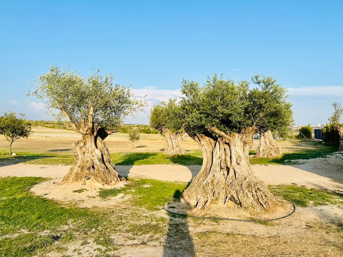 Jardín de Terreno en venta en Madrid