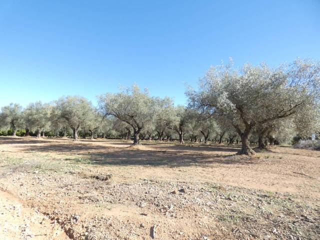 Terreno en Venta en Calle POLIGONO 9, PARCELA  337 en Cervera del Maestre