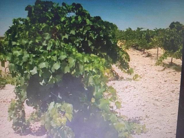 Terreno residencial en Venta en POLIGONO 14 en Fuente de Pedro Naharro