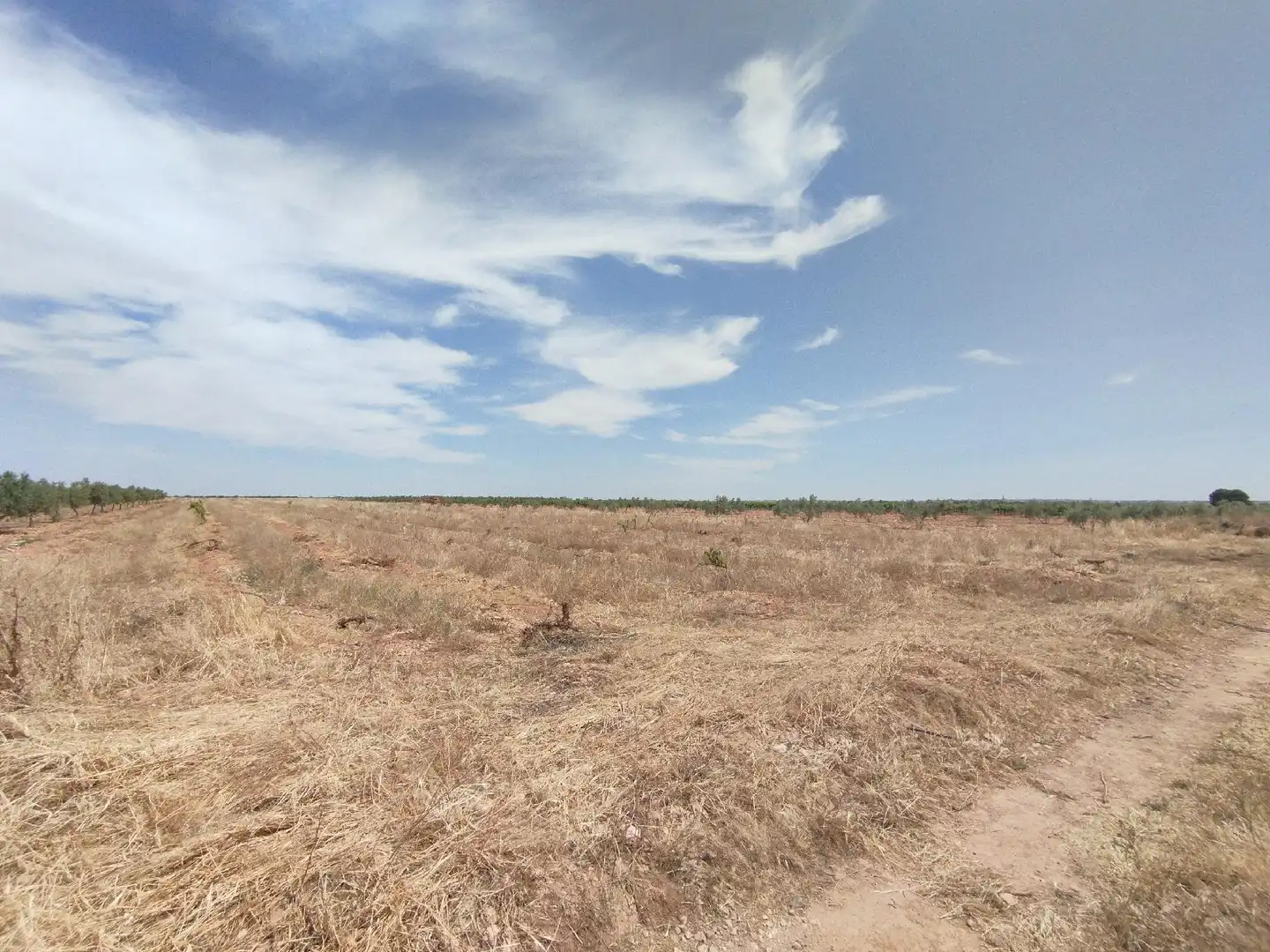 Terreno rustico in vendita a Membrilla, imagen 4