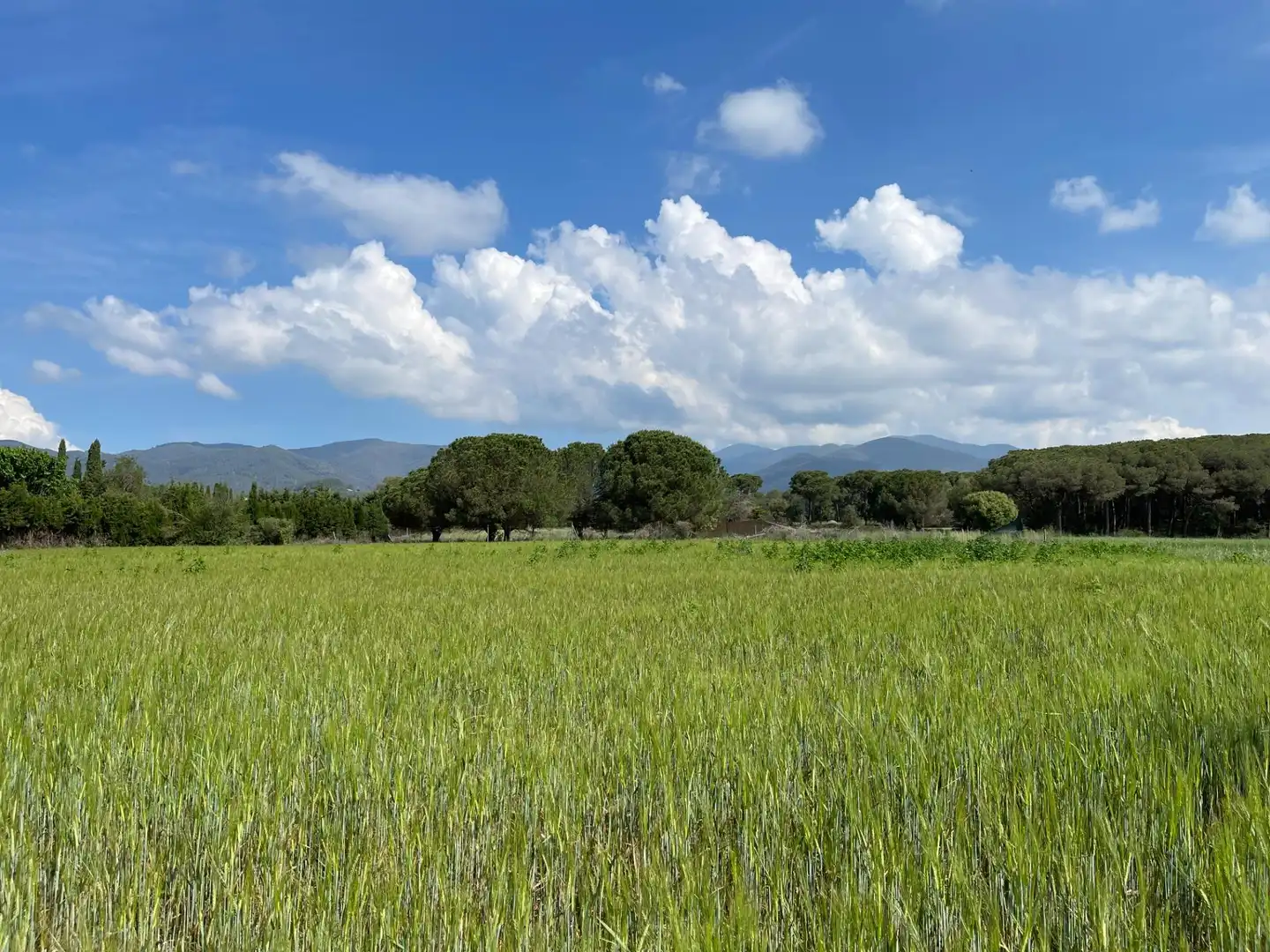 Terreno rustico in vendita a ALFOU Y S JAUME, imagen 6