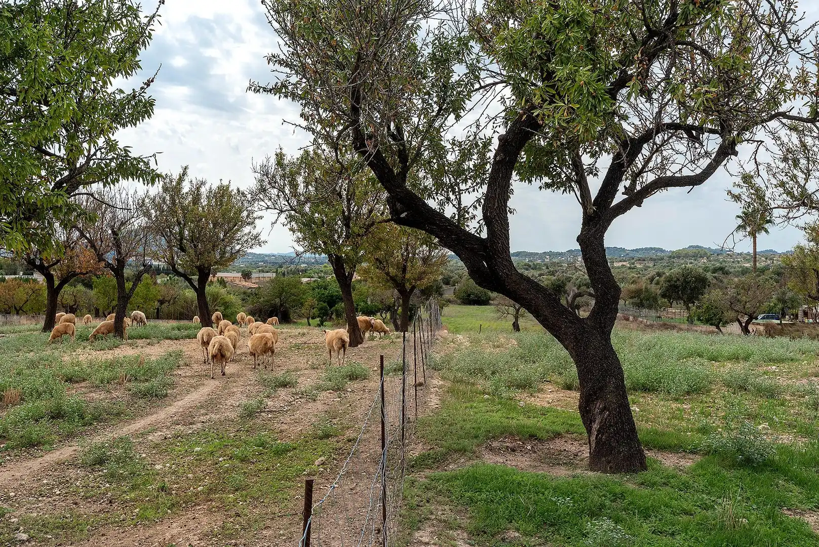 Country homes for sale in Campanet  with Private garden