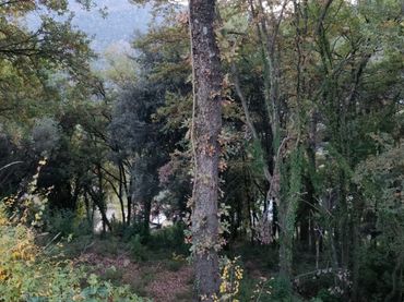 Lands and plots for sale in Porqueres