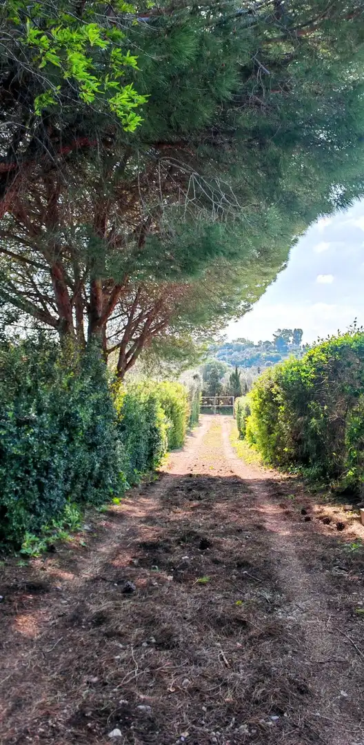 Jardín de Casa o chalet en venta en Medina Sidonia con Jardín privado, Piscina y Amueblado