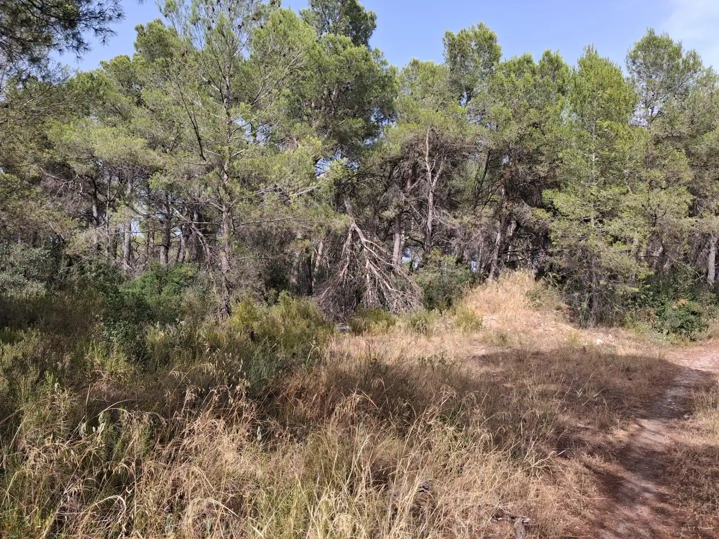 Rural land for sale in Gandesa, imagen 42