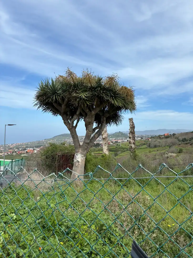 Terreny rústic en venda a El Sauzal, imagen 4