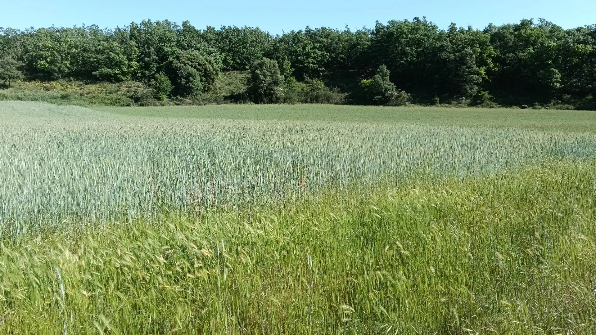 Land for sale in Ibeas de Juarros