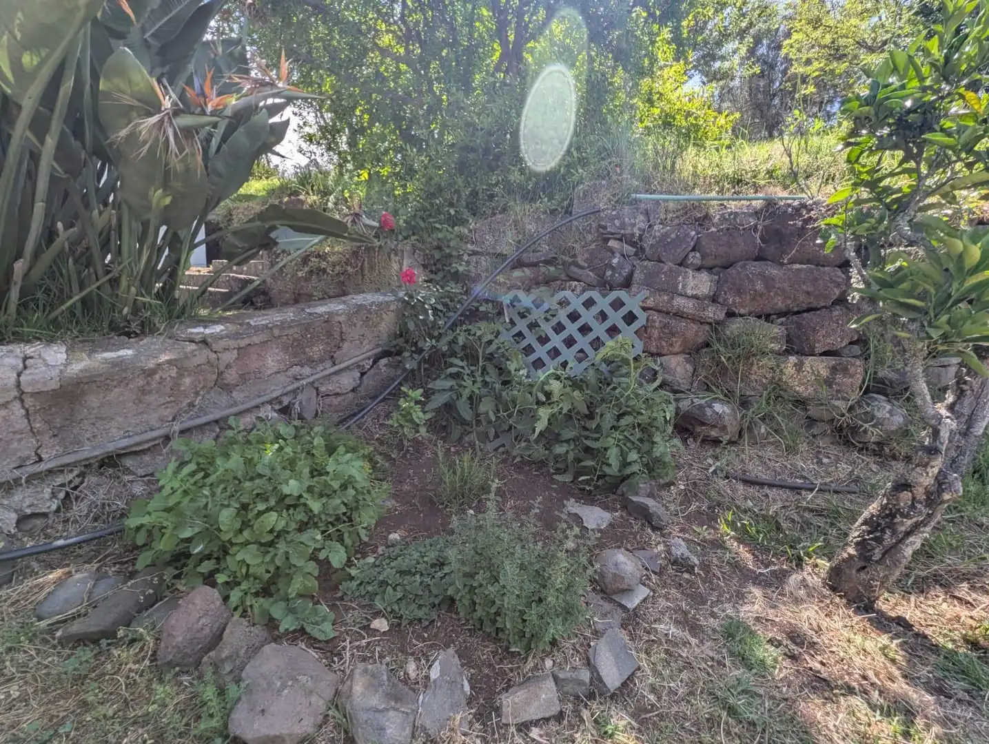 Garden of Houses for rent in Tegueste  with Private garden, Terrace and Swimming Pool