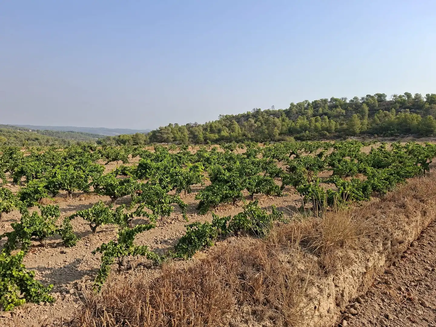 Terreno en venta en Nonaspe