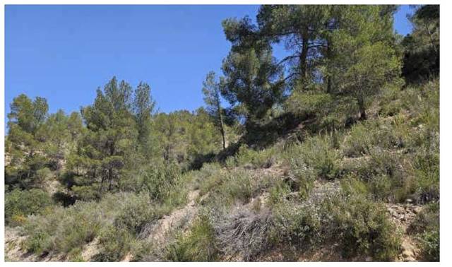 Terreno residencial en Venta en Jalance