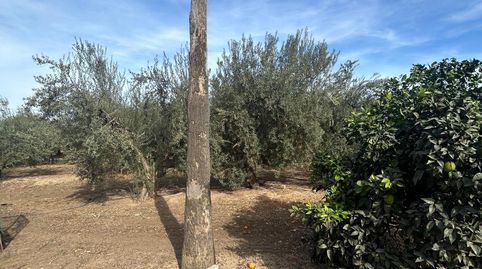 Foto 5 de Casa o chalet en venta en Pedanías Norte, Utrera