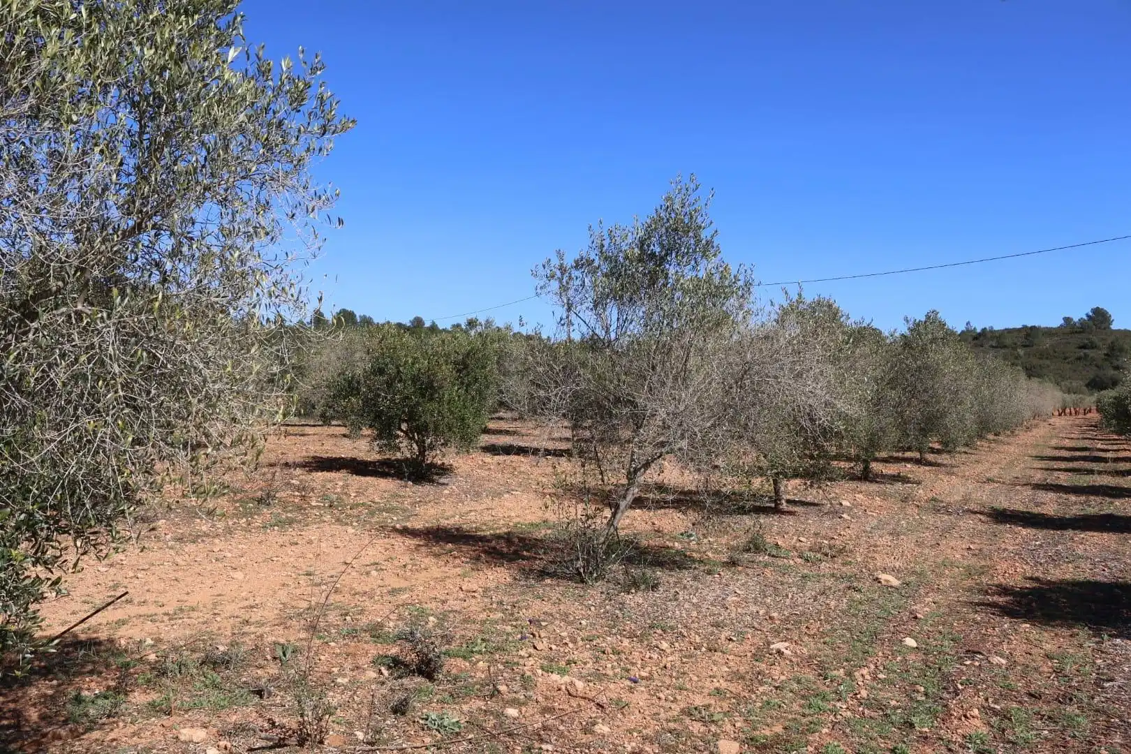 Terreno en venta en BARONA, Vall d'Alba