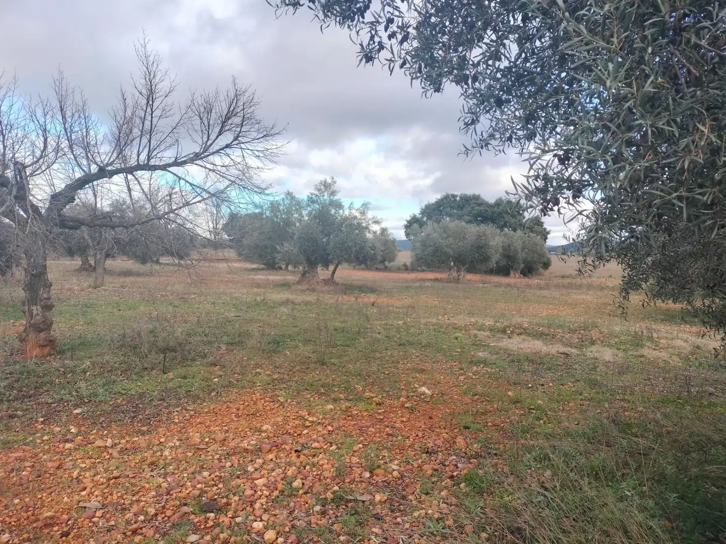 Finca rústica en venta en Argamasilla de Calatrava
