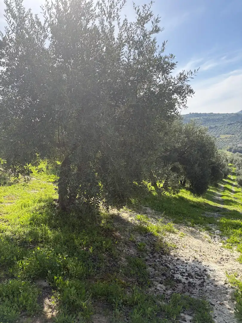 Rural land for sale in Poleares, imagen 6