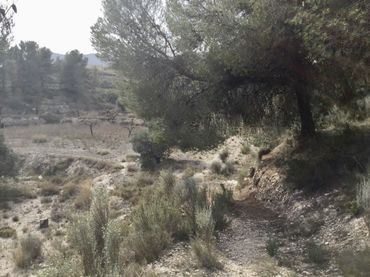 Terreno rustico in vendita a Partida Torrosellas 114