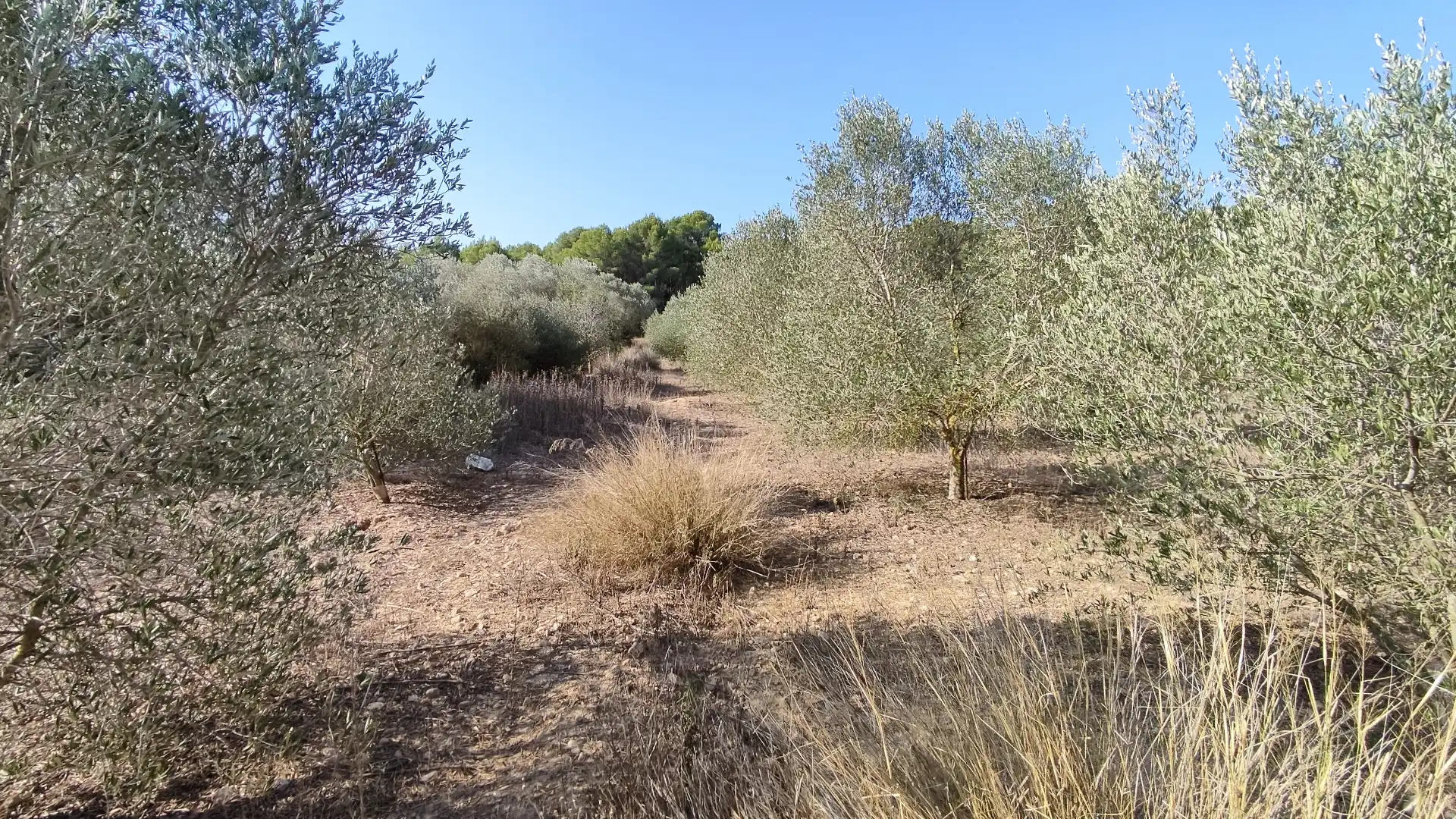 Terrain rustique à vendre à Avinguda de Pius XII 18B, imagen 16
