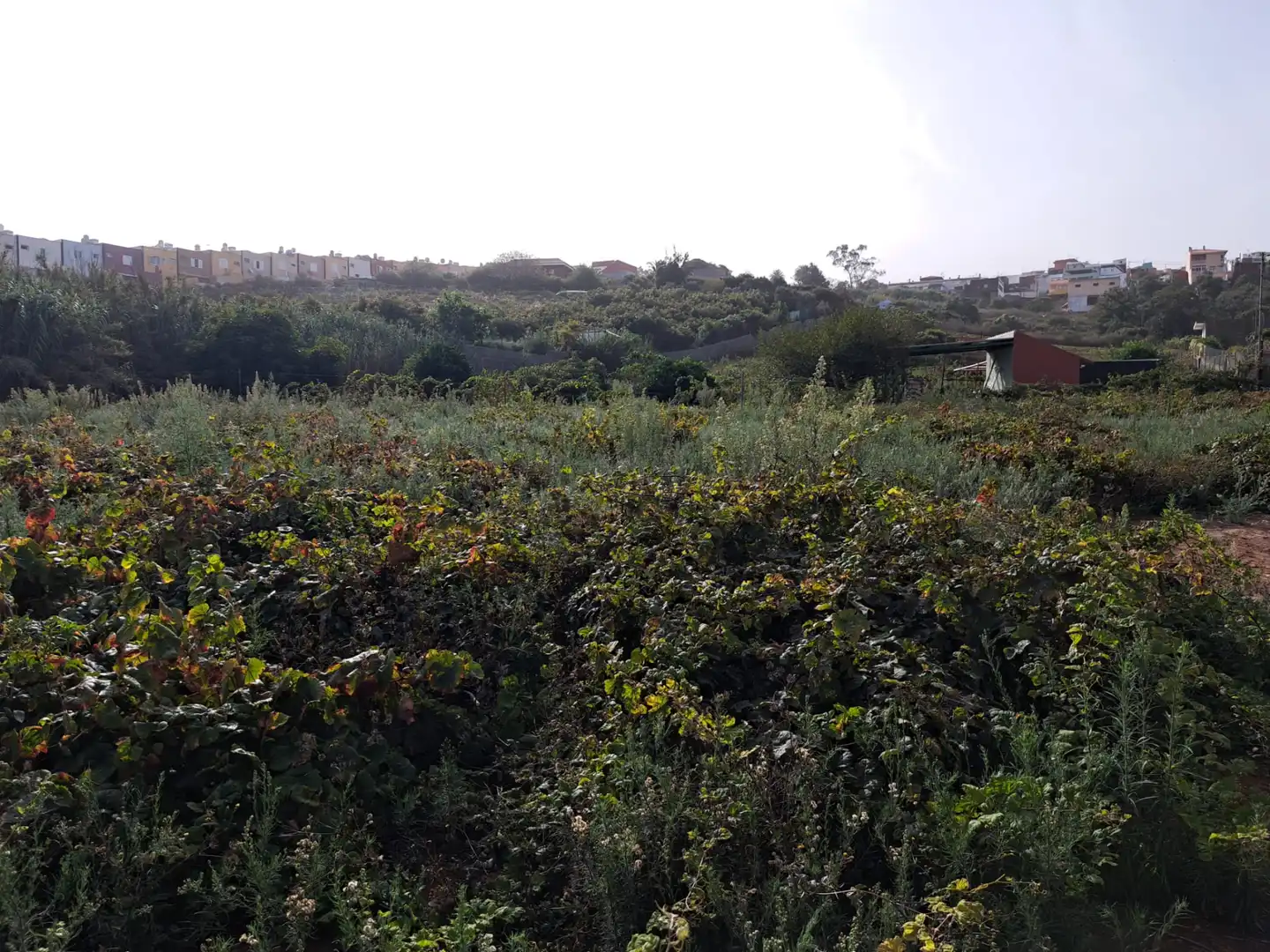 Residential land for sale in Tacoronte - Los Naranjeros, imagen 10