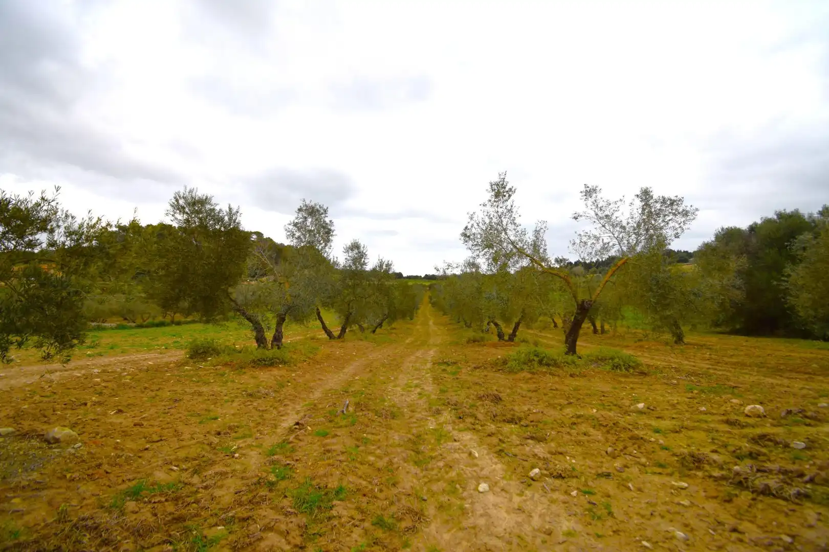 Rural land for sale in Llubí, imagen 9
