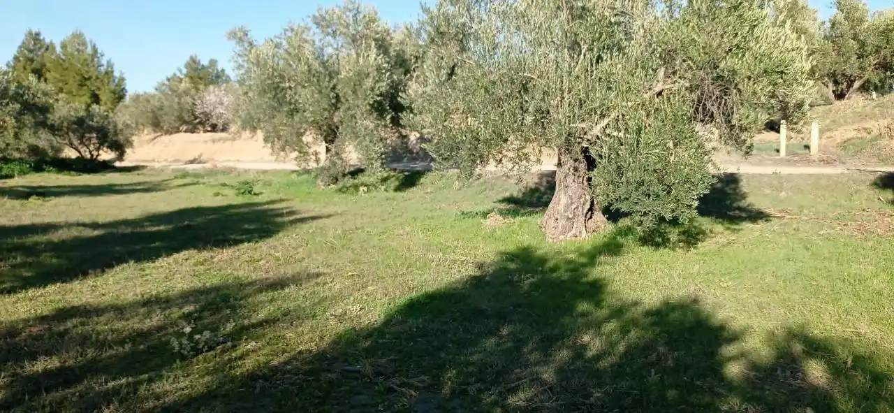 Grundstücke zum Verkauf in Marchal