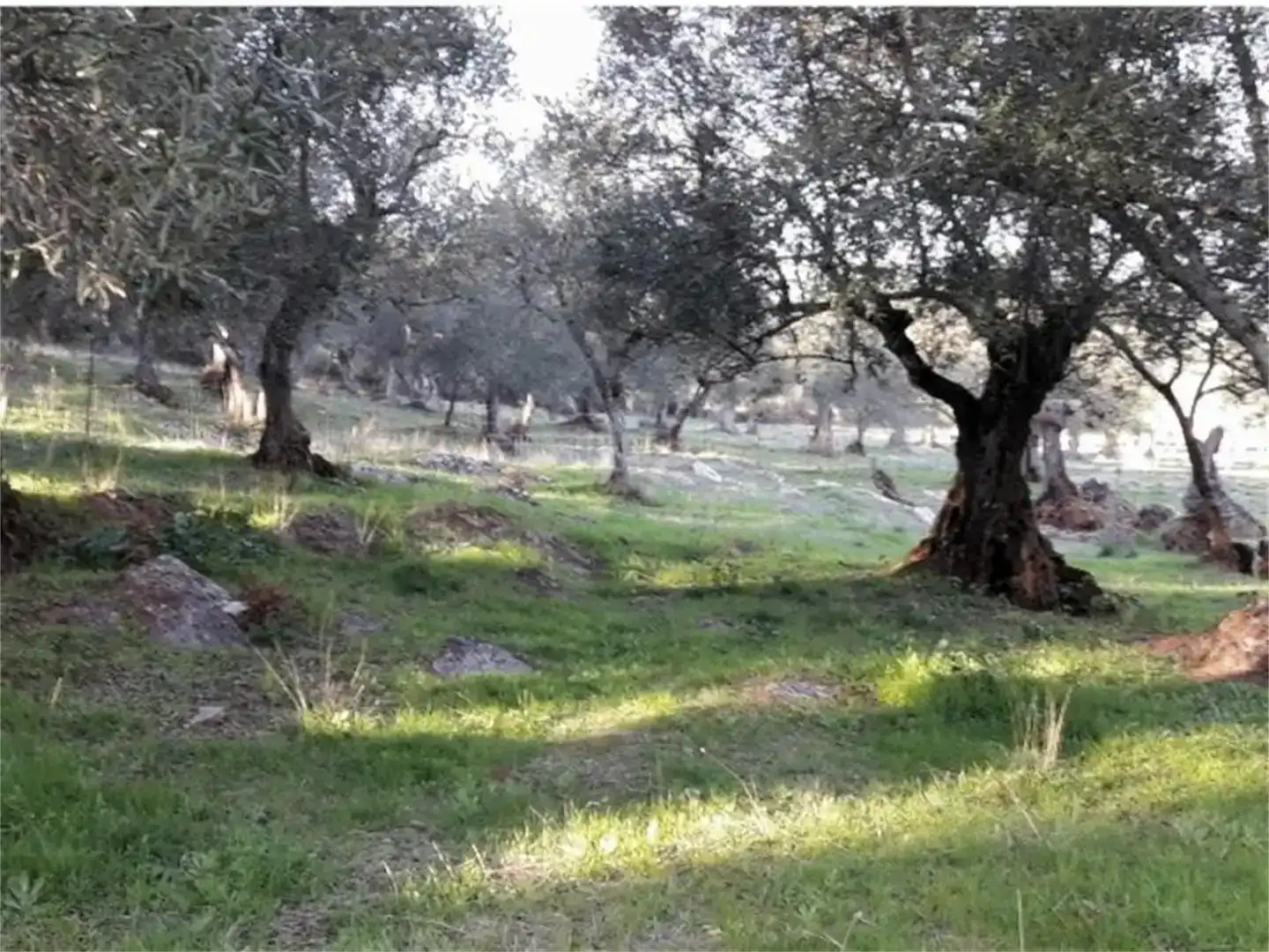 Finca rústica en venda en Higuera la Real