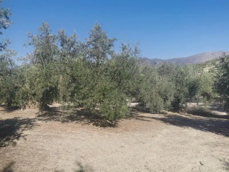 Terreny rústic en venda a Priego de Córdoba, imagen 3