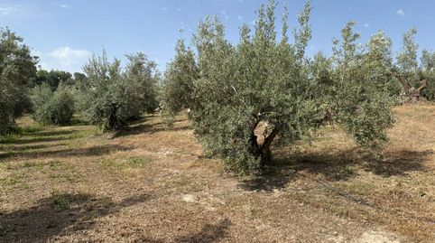 FINCA EN VENTA, immagine 4