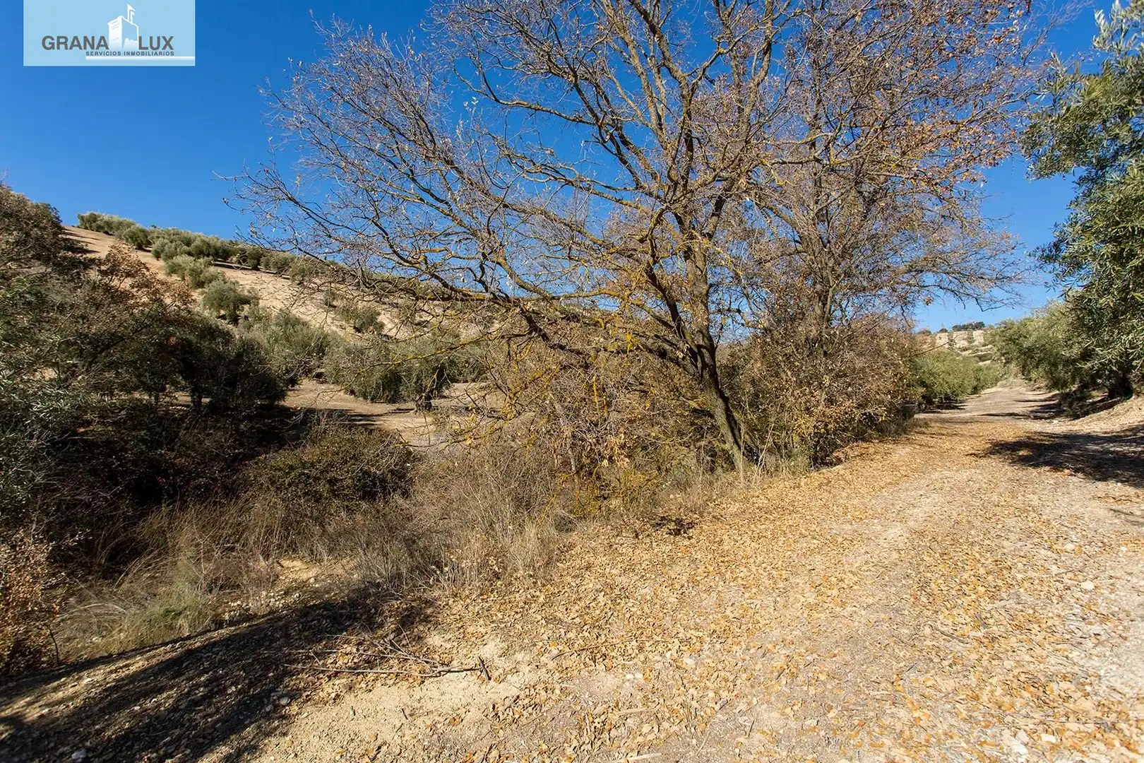 Land for sale in Campotéjar