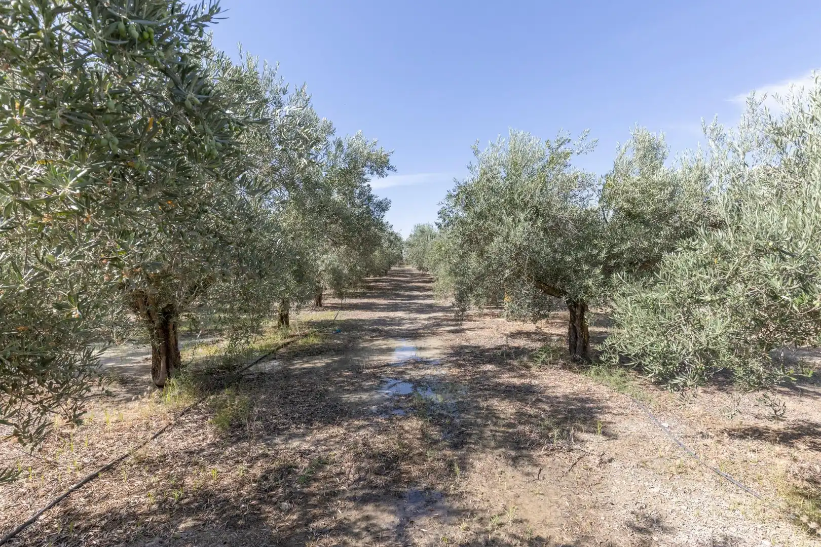 Lands and plots for sale in DISEMINADOS 0, imagen 10