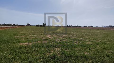 Foto 5 de Finca rústica en venta en Dolores, Alicante
