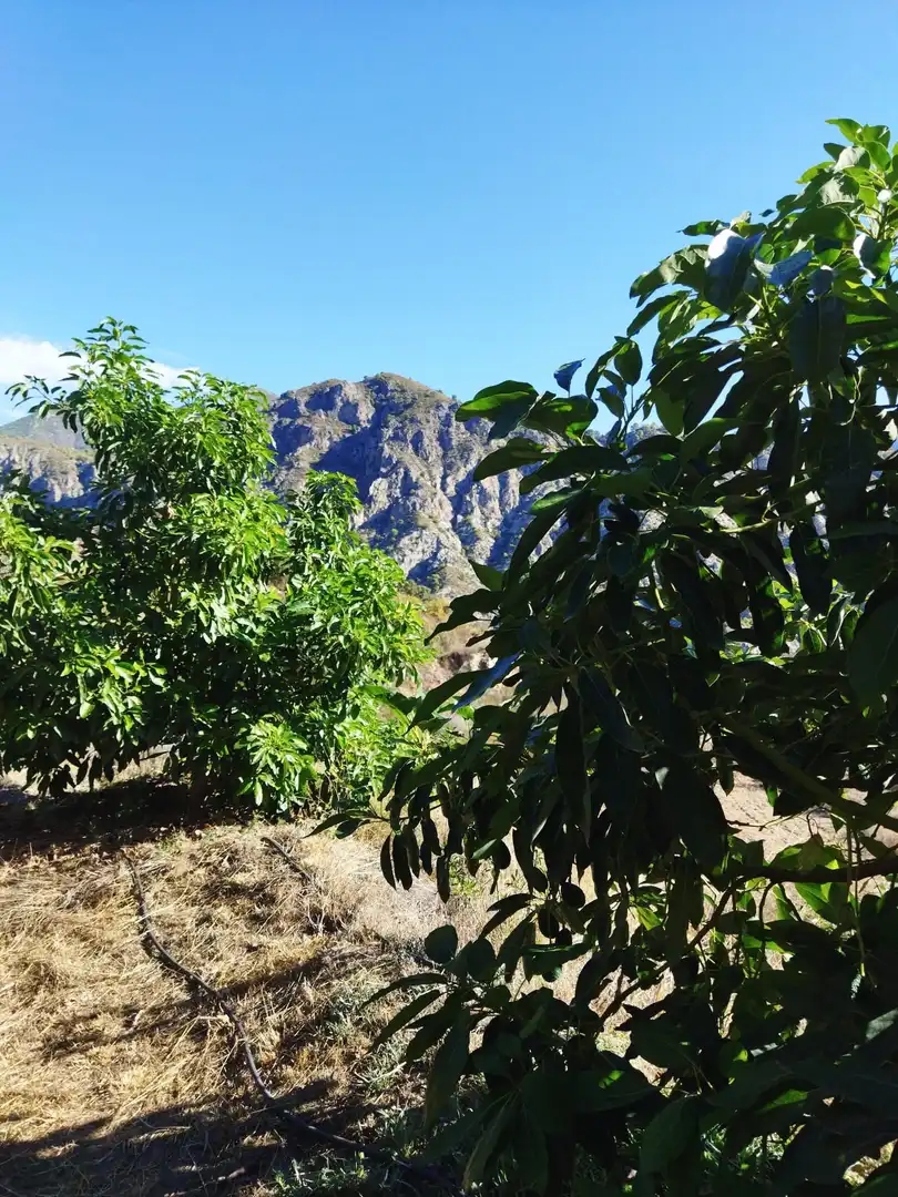 Vista exterior de Finca rústica en venta en Motril con Jardín privado
