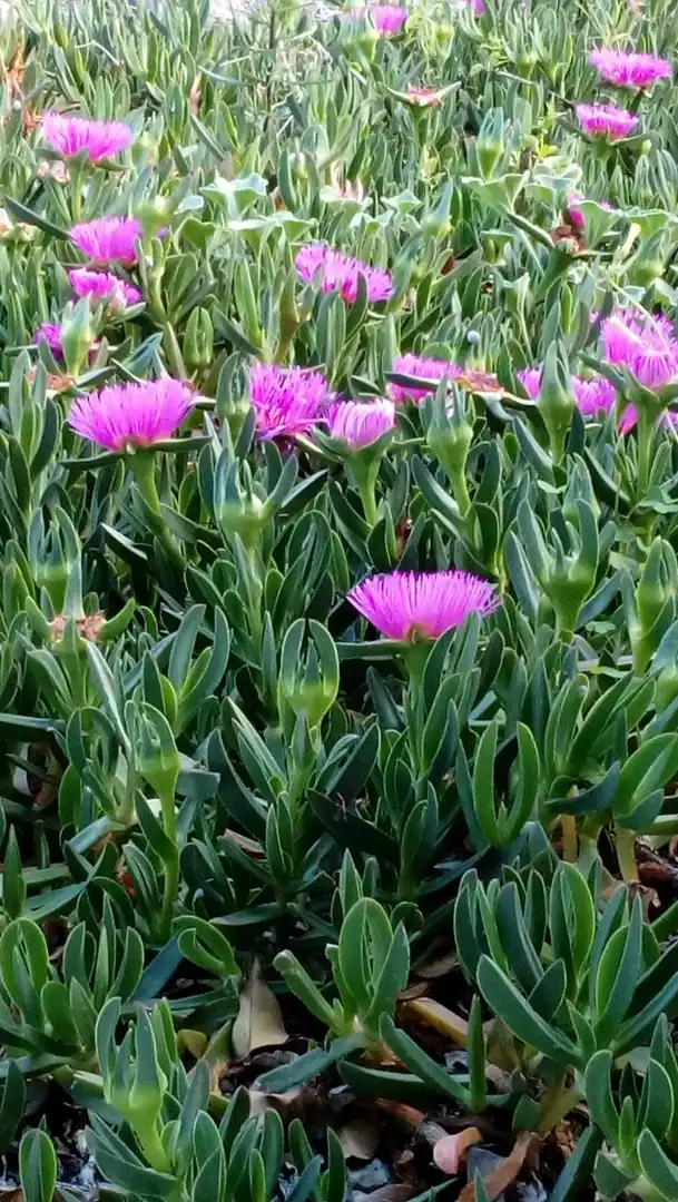 Jardín de Apartamento de alquiler en Vejer de la Frontera con Terraza