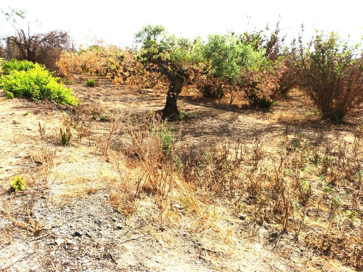 Country house for sale in Constantí, imagen 6