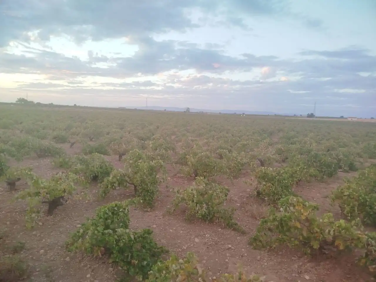 Rural land for sale in Manzanares