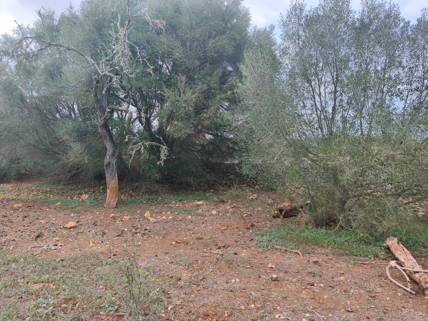 Rural land for sale in Ariany, imagen 7