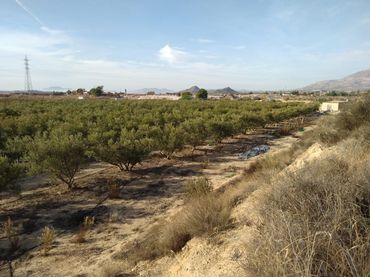 Terreny rústic en venda a Agost