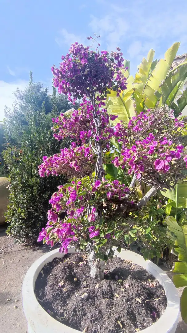 Garden of Houses for sale in San Vicente del Raspeig / Sant Vicent del Raspeig  with Air Conditioner, Heating and Private garden