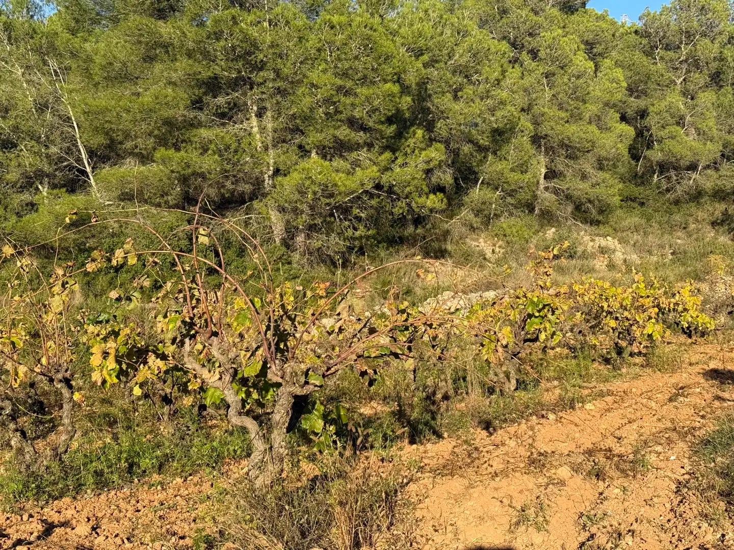 Rustikales Grundstück zum Verkauf in Carretera Albinyana 7, imagen 18
