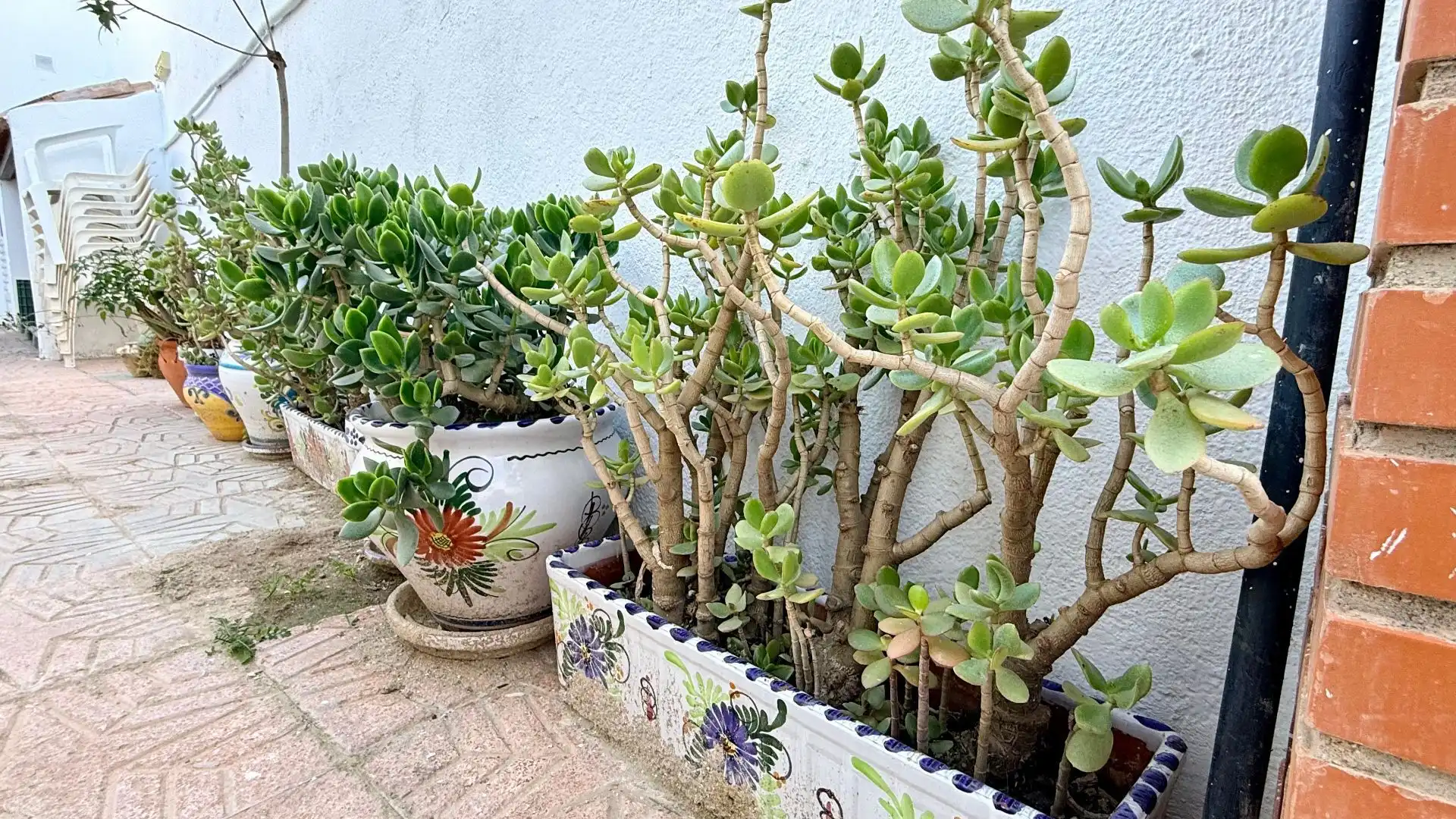 Jardín de Casa o chalet en venta en Albox